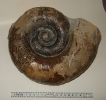 Lytoceras fimbriatum (Sow.)