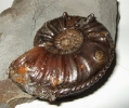 Pleuroceras salebrosum