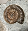 Vermiceras scylla