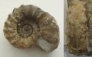 Euagassiceras resupinatum