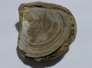 Gryphaea sp.