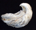 Gryphaea arcuata