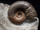 Lytoceras ceratophagum