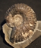 Pleurolytoceras torulosum (ZIETEN)