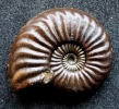 Pleuroceras reichenbachense