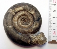 Psiloceras psilonotum