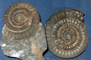 Vermiceras scylla