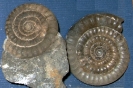 Vermiceras scylla