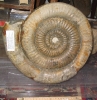Xipheroceras rasinodum