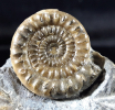 Vermiceras scylla (REYNES 1879)