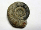 Dactylioceras (Orthodactylites) mitis