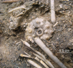 Hemicidaris sp. mit Stacheln auf Matrix aus dem Jura 