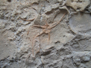 Palaeocoma escheri