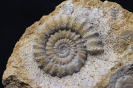 Platypleuroceras brevispina