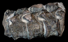 Plesiosaurierwirbel