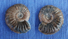Pleuroceras sp.