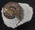 Pleuroceras spinatum