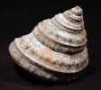 Pleurotomaria cf. amalthei