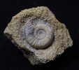 Polymorphites cf. lineatum