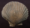 Pseudopecten equivalvis (SOWERBY, 1816)