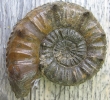 Pleuroceras salebrosum