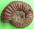 Pleuroceras apyrenum