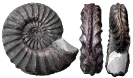 Pleuroceras sp.