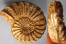 Pleuroceras sp. (pathologisch)