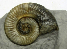 Uptonia jamesoni