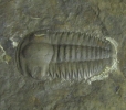 Ellipsocephalus hoffi