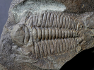 Hydrocephalus minor (Boeck, 1827)