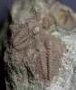 Juvenile Paradoxiden