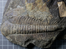 Paradoxides gracilis (Boeck, 1827)