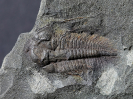 Paradoxides gracilis (Boeck, 1827)
