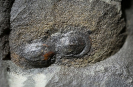 Phalagnostus prantli (Snajdr 1957)
