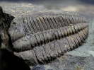 Ptychoparia striata (Emmrich, 1839)