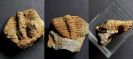 Ptychoparia striata (Emmrich, 1839)
