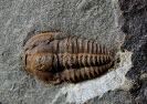 Skreiaspis spinosa (Pompeckj, 1895)