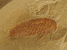 Leanchoilia illecebrosa (Hou et al. 1987)