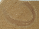 Carbosesostris megaliphagon Schram, 1979