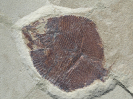 Discoserra pectinodon Lund, 2000
