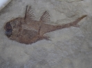 Echinochimaera meltoni Lund, 1977