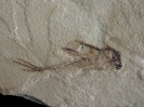 Echinochimaera snyderi Lund, 1988