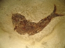 Fubarichthys copiosus Lowney, 1980