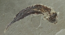 Fubarichthys copiosus Lowney, 1980