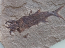 Fubarichthys prolatus Lowney, 1980