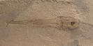 Gordoniconus beargulchensis Klug et al., 2019