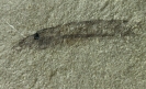 Hardistiella montanensis Janvier & Lund, 1983
