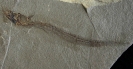 Harpagofututor volsellorhinus Lund, 1982