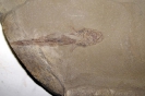 Heteropetalus elegantulus Lund, 1977